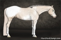 Horse Color:Chocolate Palomino Pearl Sabino Appaloosa Rabicano Brindle