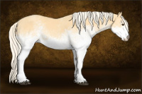 Horse Color:White Spotted Palomino 