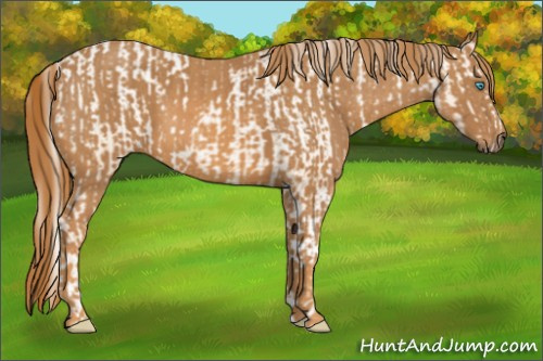 Horse Color: Chocolate Palomino Pearl Sabino Varnish Rabicano  Brindle