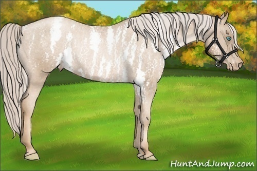 Horse Color: Chocolate Palomino Pearl Sabino Varnish Rabicano  Brindle