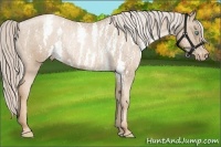 Horse Color:Chocolate Palomino Pearl Sabino Varnish Rabicano Brindle