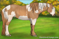 Horse Color:Chocolate Palomino Pearl Sabino Appaloosa Rabicano  Brindle