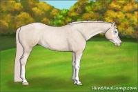 Horse Color:Chocolate Palomino Pearl Sabino Appaloosa Rabicano  Brindle