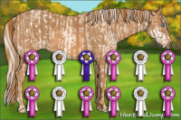 Horse Color:Chocolate Palomino Pearl Sabino Appaloosa Rabicano  Brindle