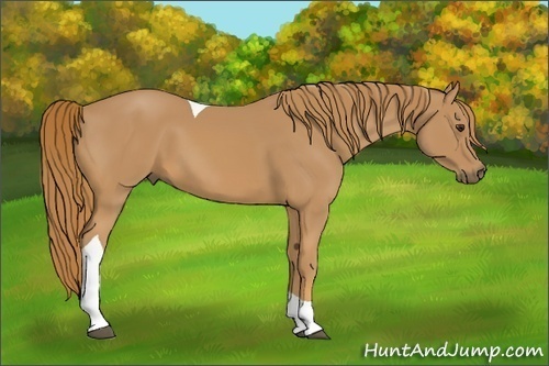 Horse Color: Chestnut Tobiano 