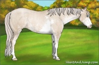 Horse Color:Chocolate Palomino Pearl Sabino Varnish Rabicano  Brindle