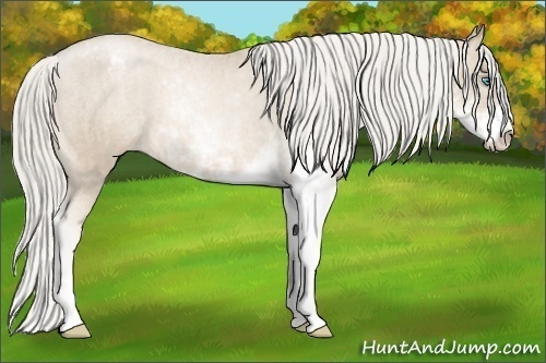 Horse Color: Chocolate Palomino Pearl Mushroom Sabino Snowcap Rabicano  Brindle