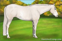 Horse Color:Chocolate Palomino Pearl Sabino Varnish Rabicano  Brindle