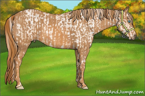 Horse Color:Chocolate Palomino Pearl Sabino Varnish Rabicano  Brindle