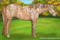 Horse Color:Chocolate Palomino Pearl Sabino Appaloosa Rabicano  Brindle