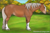 Horse Color:Silver Bay