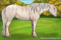 Horse Color:Chocolate Palomino Pearl Sabino Appaloosa Rabicano  Brindle