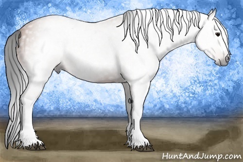 Horse Color:Gray Bay
