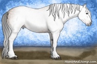 Horse Color:Gray Bay 