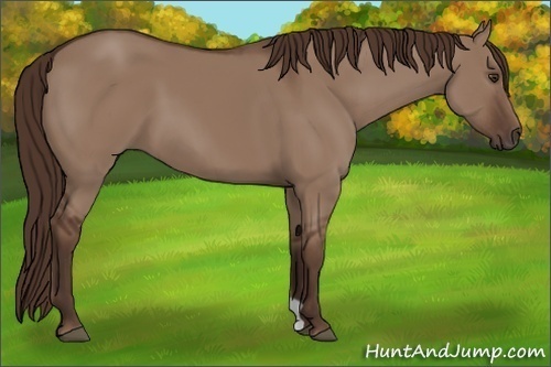 Horse Color: Liver Red Dun 