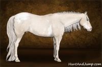 Horse Color:Chocolate Palomino Pearl Sabino Appaloosa Rabicano  Brindle