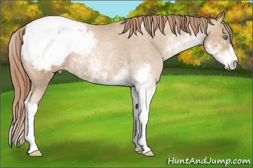 Horse Color: Smoky Black Pearl Sabino Snowcap Rabicano  Brindle