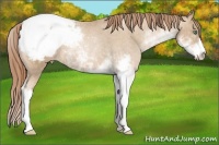 Horse Color:Smoky Black Pearl Sabino Appaloosa Rabicano  Brindle