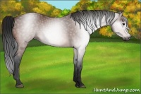 Horse Color:Gray Bay 