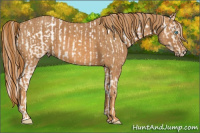 Horse Color:Chocolate Palomino Pearl Sabino Appaloosa Rabicano  Brindle