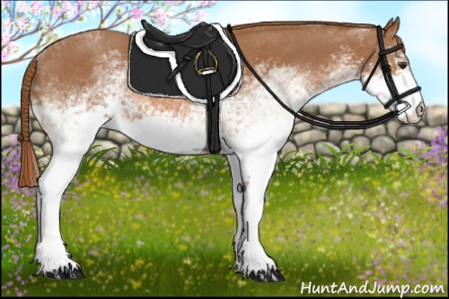 Horse Color: White Spotted Chestnut 