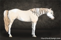 Horse Color:Buckskin Pearl Sabino Snowcap Rabicano  Brindle