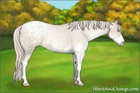 Horse Color:Chocolate Palomino Pearl Sabino Appaloosa Rabicano  Brindle