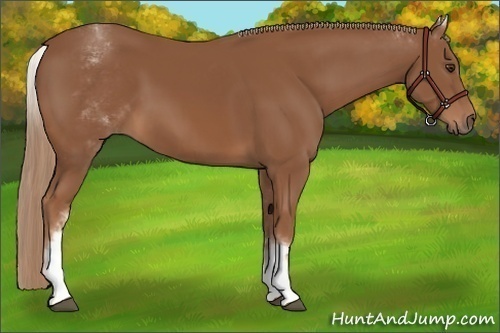 Horse Color:White Spotted Chestnut Sabino 
