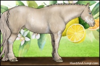 Horse Color:Chocolate Palomino Pearl Sabino Rabicano  Brindle
