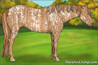 Horse Color:Chocolate Palomino Pearl Sabino Appaloosa Rabicano  Brindle