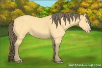 Horse Color:Amber Cream Champagne 