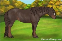 Horse Color:Liver Chestnut Rabicano