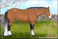 Horse Color:Bay Splash 