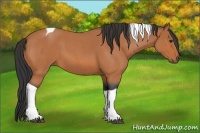 Horse Color:Bay Roan Tobiano