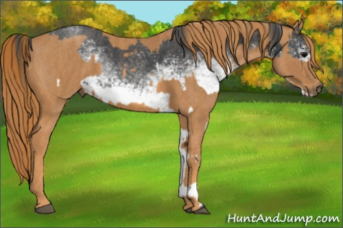 Horse Color: White Spotted Blue Roan Rabicano  Brindle