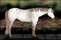 Horse Color:Gray Chestnut Blanket 