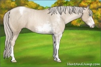 Horse Color:Chocolate Palomino Pearl Sabino Appaloosa Rabicano  Brindle