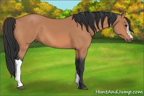 Horse Color: Bay 