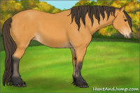 Horse Color:Buckskin 