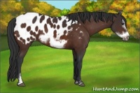 Horse Color:Brown Sabino Frame Near Leopard Rabicano 