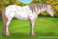 Horse Color:Buckskin Pearl Sabino Appaloosa 