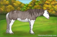 Horse Color:Liver Chestnut Splash Varnish Rabicano 