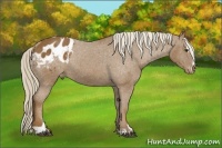 Horse Color:Chocolate Palomino Sabino Appaloosa Rabicano 