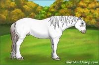 Horse Color:Liver Chestnut Splash Tobiano Frame 