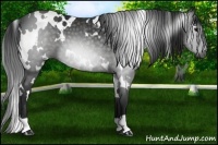 Horse Color:Gray White Spotted Black 