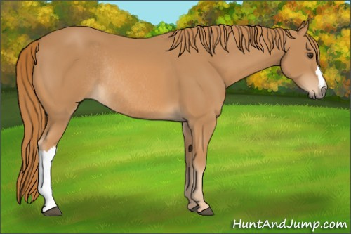 Horse Color: Chestnut Rabicano 