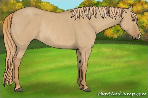 Horse Color: Red Dun Rabicano 