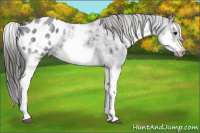 Horse Color:White Spotted Blue Roan Splash Frame Appaloosa