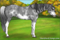 Horse Color:White Spotted Blue Roan Splash Frame Appaloosa 