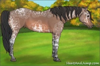 Horse Color:Bay Ice Sabino 